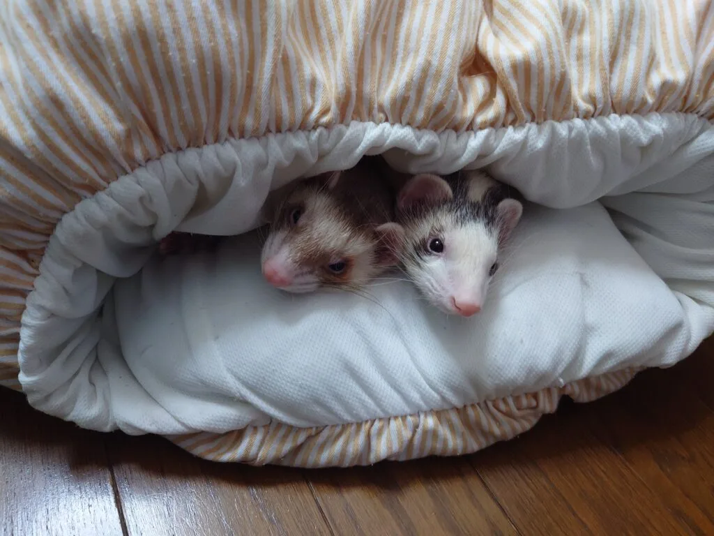 保護フェレット