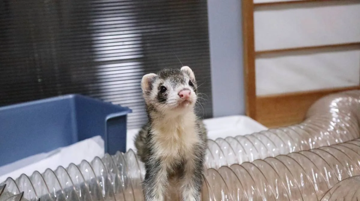 フェレット里子