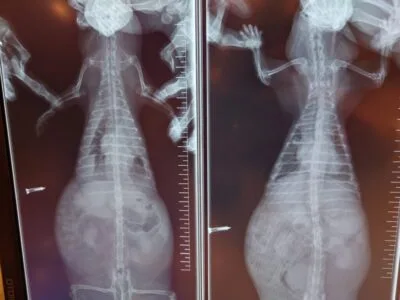 フェレットの胸水