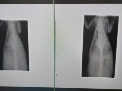 フェレット胸部レントゲン（胸水）