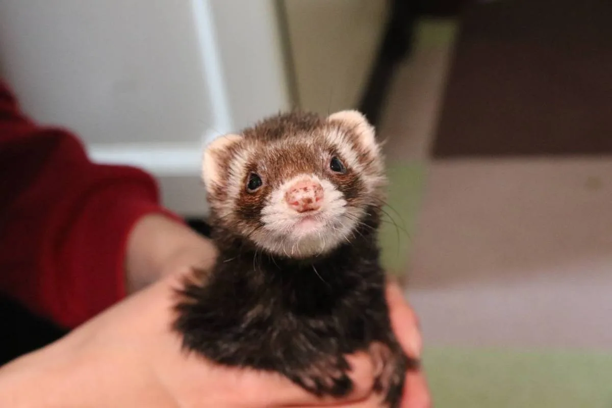 保護フェレット