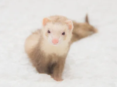 雪とフェレット