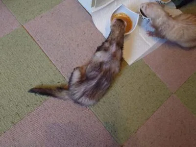 悪液質　フェレット