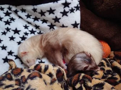 ステロイドの副作用