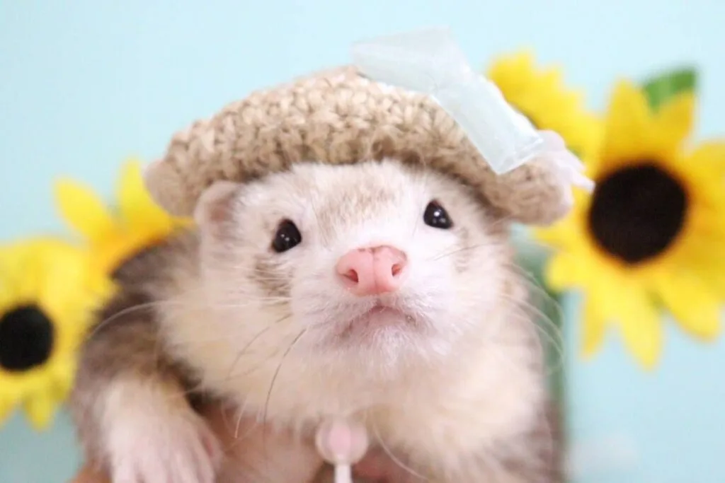 フェレット里子譲渡