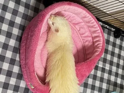 保護フェレット