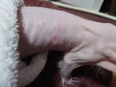 フェレットの皮膚トラブル（乾燥）