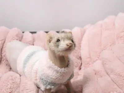 脱毛してるフェレットの洋服