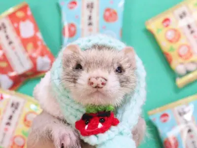 フェレットの洋服