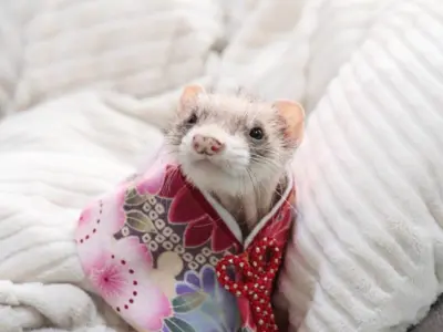 フェレット（コスプレ）