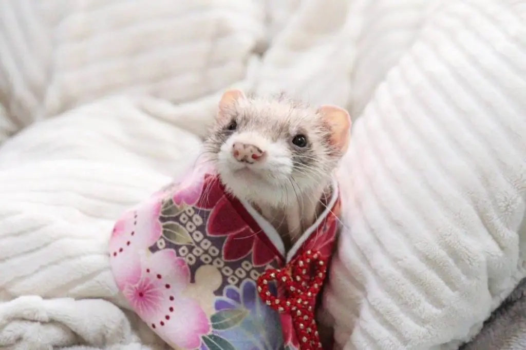 フェレット（コスプレ）