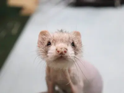 悪液質で痩せてきたフェレット