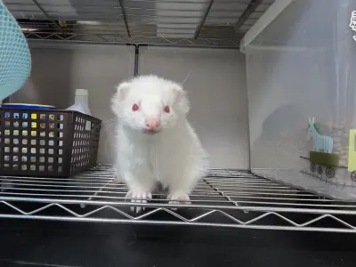 高い所に登るフェレット