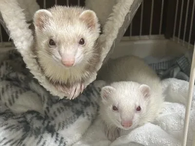 フェレットの里親募集