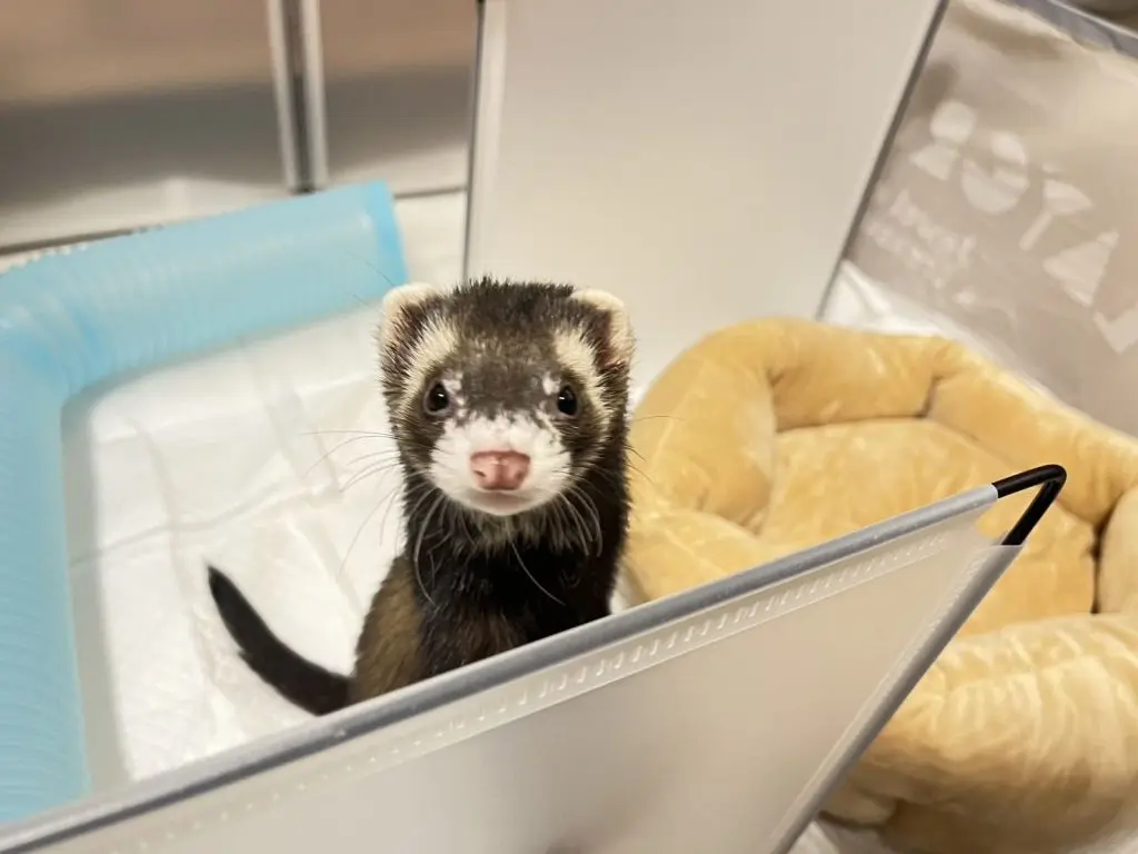 フェレット里親募集