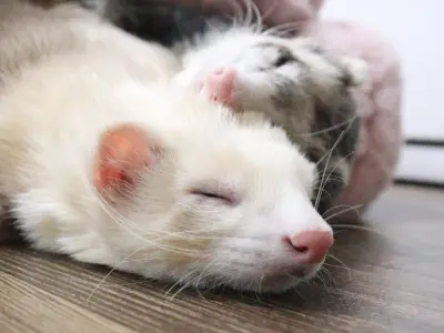 マーシャルフェレット