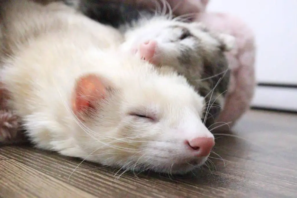 国際フェレット協会(IFS)とは?BVJ(ビジネスベンチャーズジャパン)について 国際フェレット協会(IFS)とは?BVJ(ビジネスベンチャーズジャパン)について