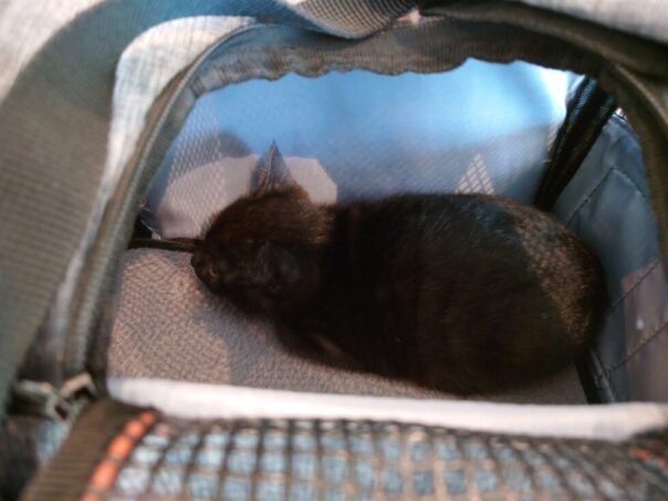 猫の通院バッグ