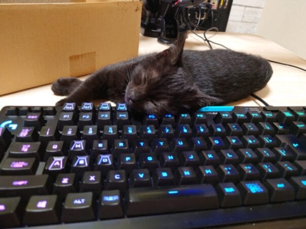 ペットロス症候群