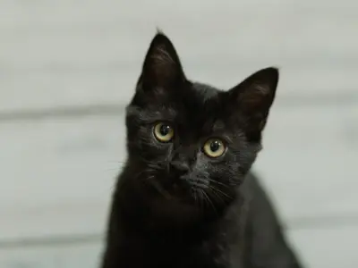 ペットロス症候群