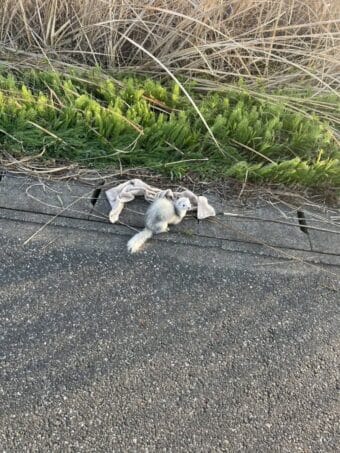 捨てられてたフェレット