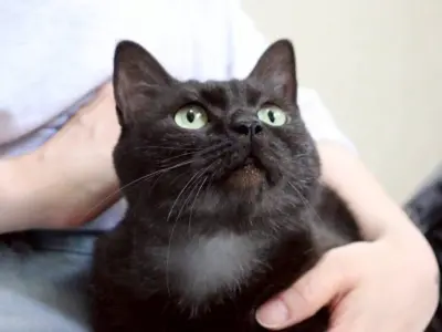 天国へ行った猫