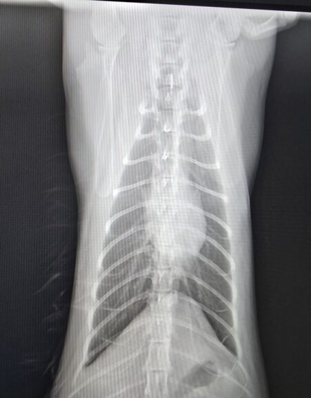 正常時の猫の肺