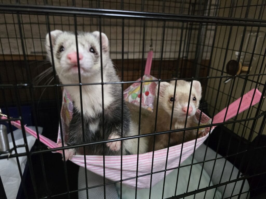 フェレット里親募集