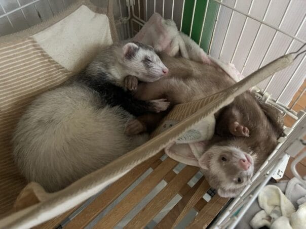 フェレット里親募集