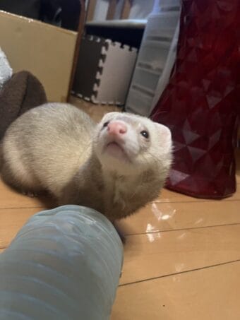 フェレット里親募集