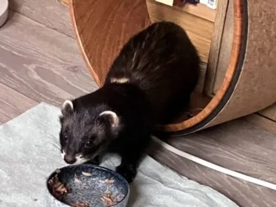 イタチに似たフェレット