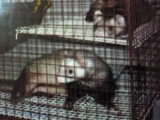 古い写真をスマホで撮ったもの