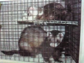 古い写真をスマホで撮ったもの