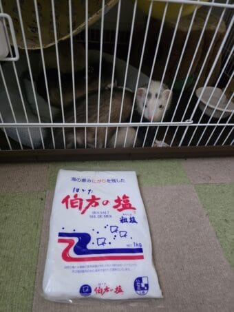 厄落としに伯方の塩