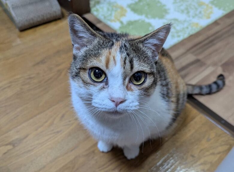 三毛猫里親募集