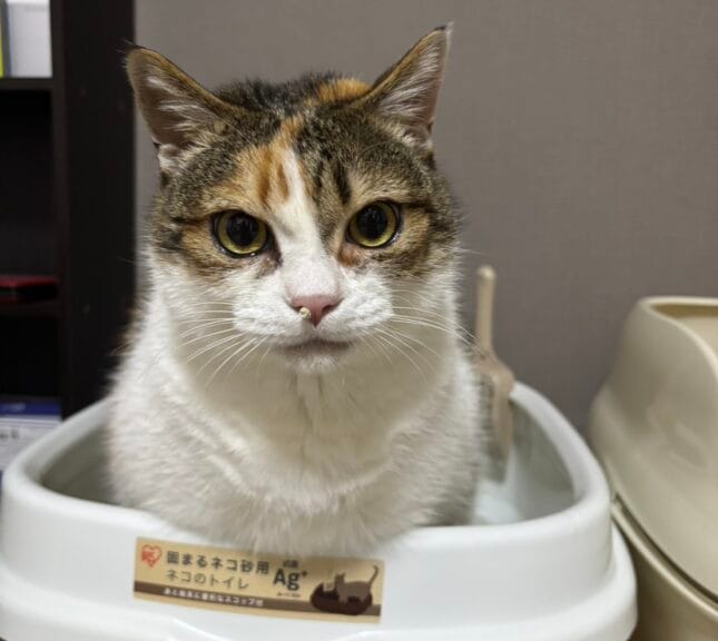 三毛猫里親募集