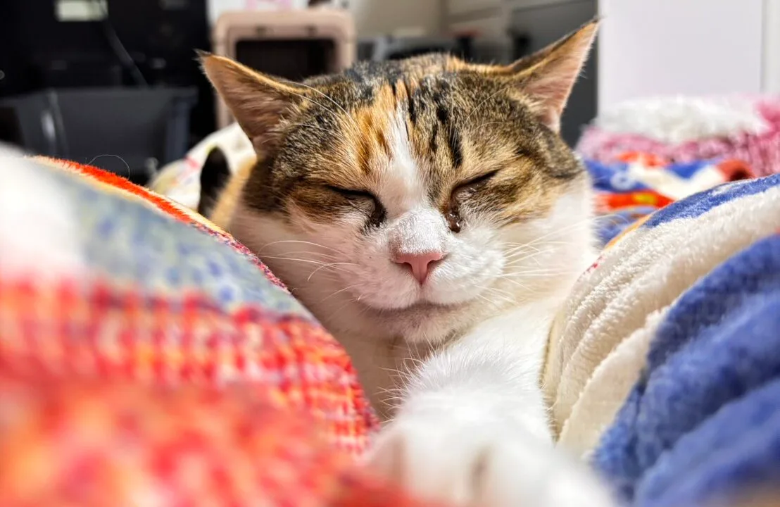 三毛猫ちょっと大きめな女の子 里親募集※終了してます※ 三毛猫ちょっと大きめな女の子 里親募集※終了してます※