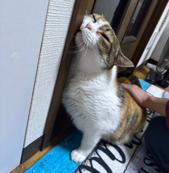 三毛猫里親募集