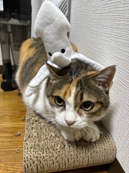 三毛猫里親募集