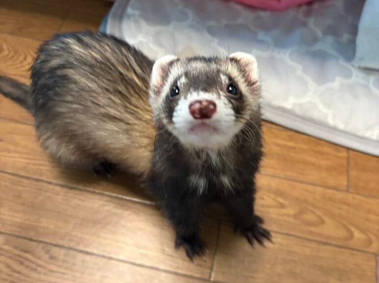 フェレット里親募集