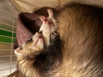 フェレット里親募集