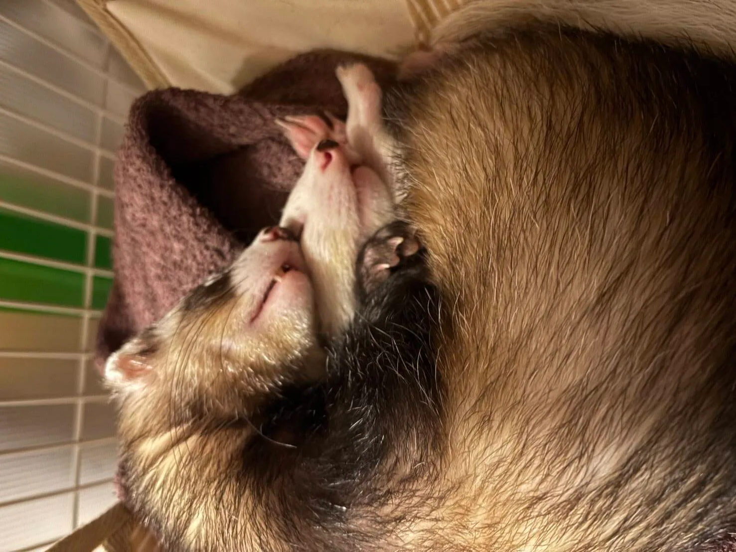 マーシャルフェレット3才男の子2匹の里親さまを募集します※終了してます マーシャルフェレット3才男の子2匹の里親さまを募集します※終了してます