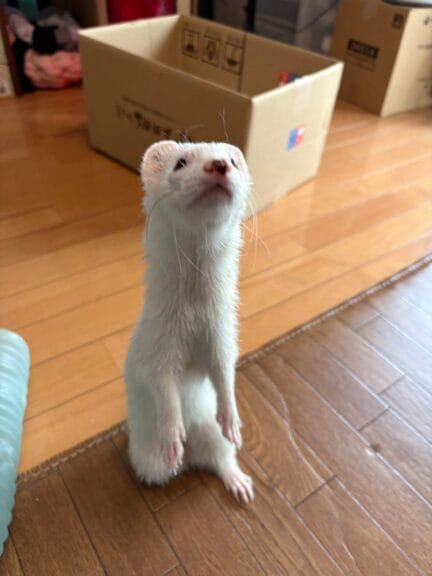 フェレット里親募集