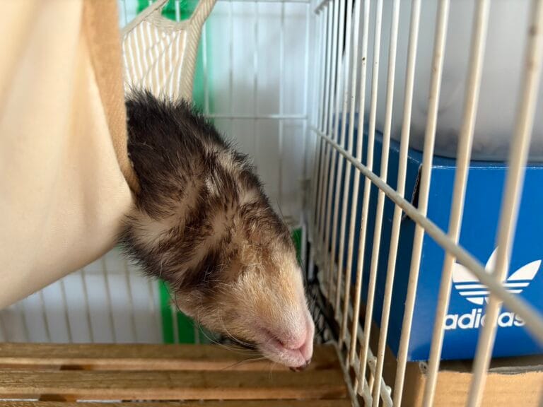 フェレット里親募集