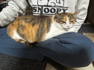 里親決定（猫）