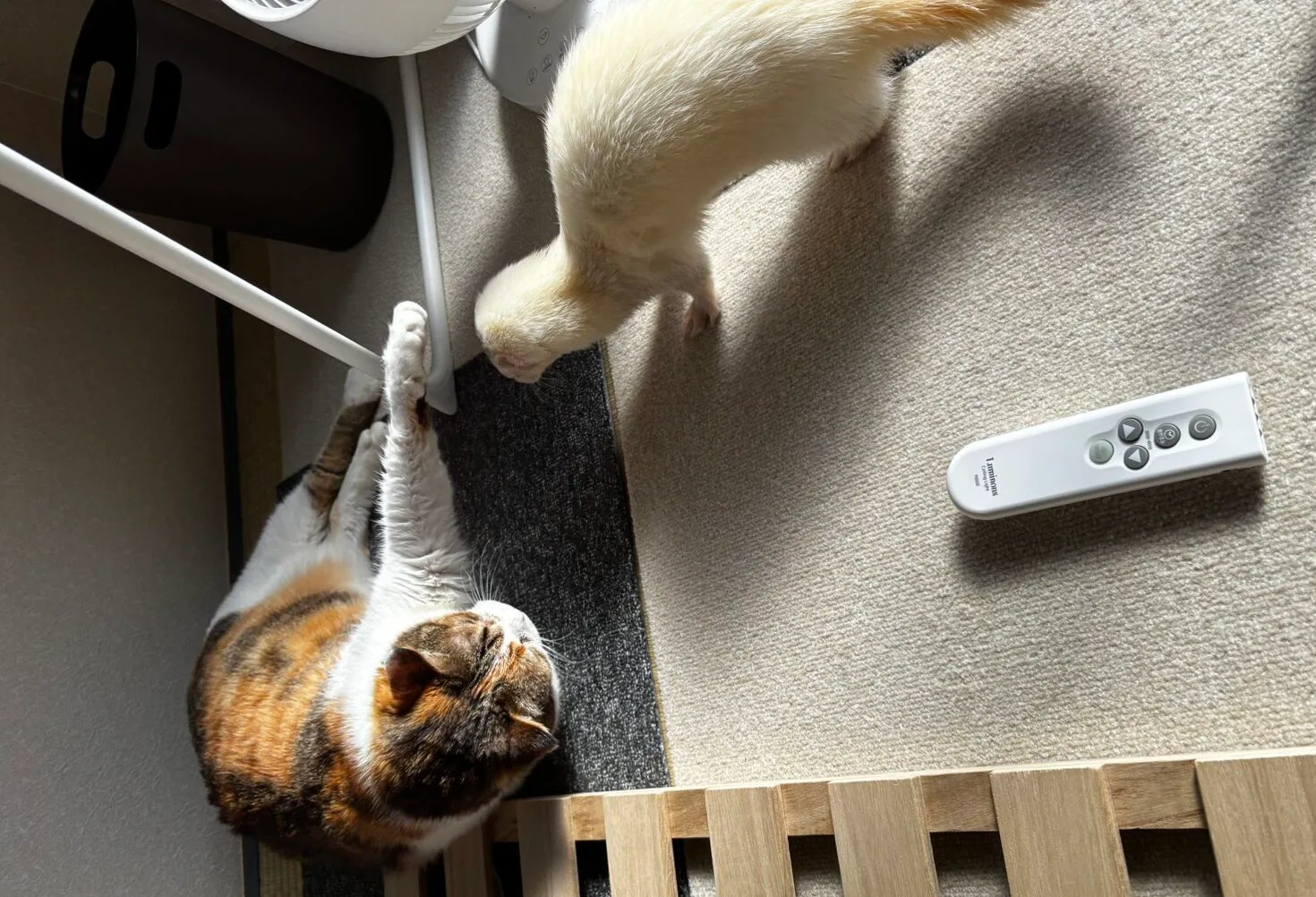 5才ちょっと大きめ三毛猫ちゃん【里親決定の経緯】幸せのバトン回すよ！