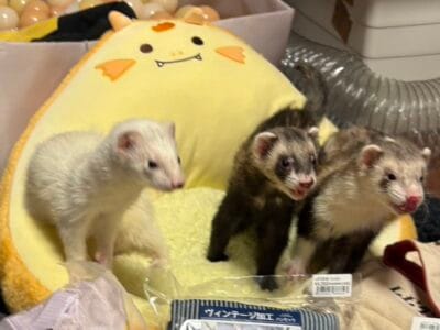 正式譲渡のお知らせ（フェレット）