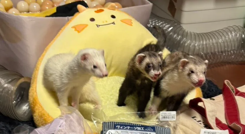 正式譲渡のお知らせ（フェレット）