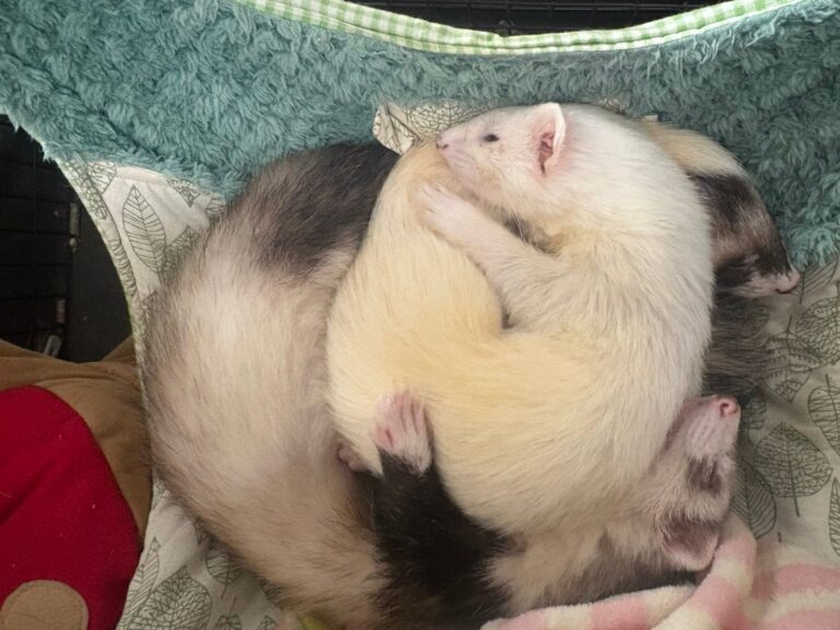 正式譲渡のお知らせ