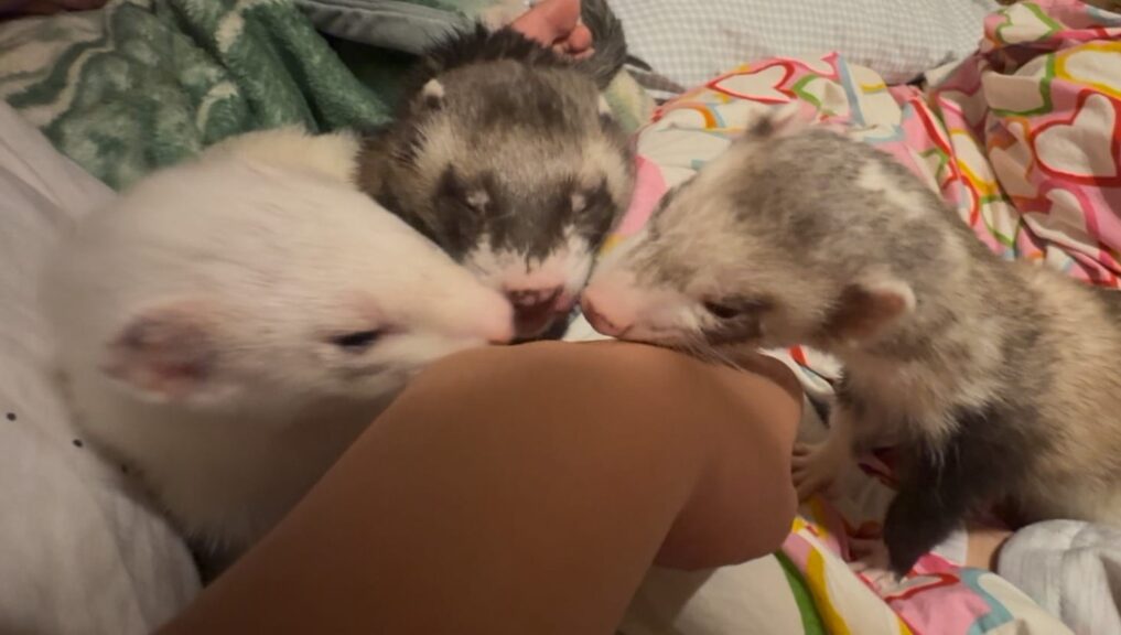 正式譲渡のお知らせ